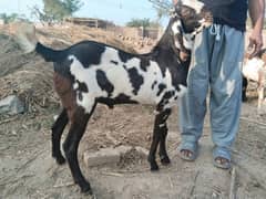 bakra for sale pure Desi khera. /03240584510