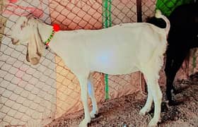 pure desi goat / sialkoti cross gaot for sale