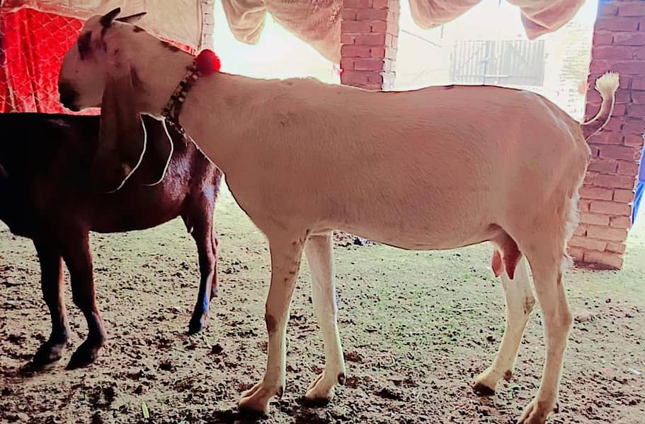 pure desi goat / sialkoti cross gaot for sale 1