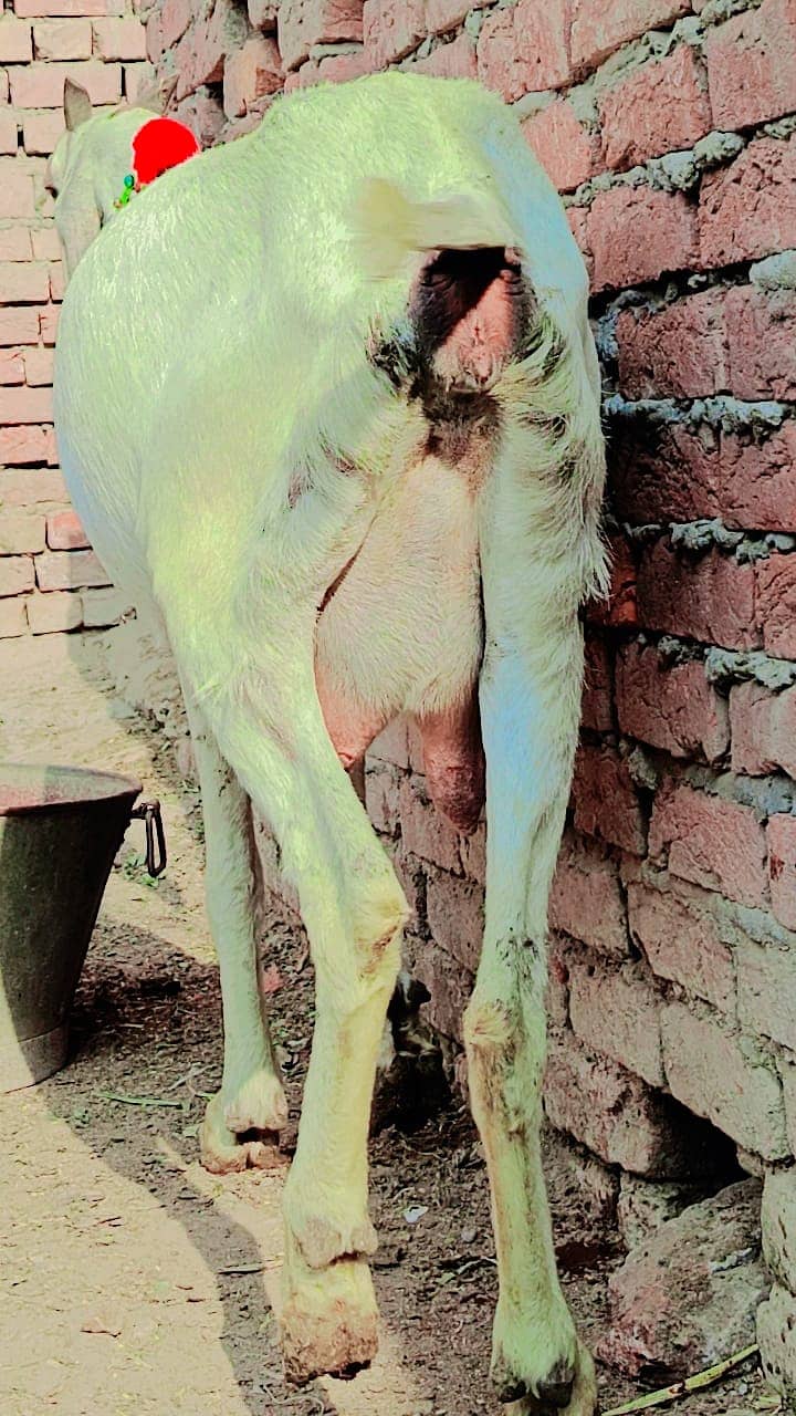 pure desi goat / sialkoti cross gaot for sale 2