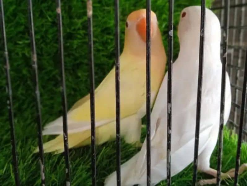 decino male albino female chicks parent decino creamno 03199748105 0