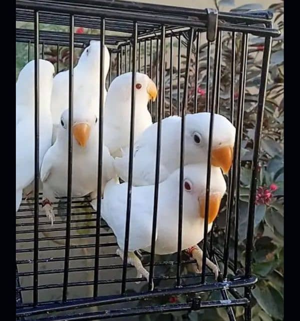 decino male albino female chicks parent decino creamno 03199748105 1