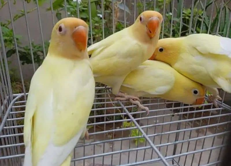 decino male albino female chicks parent decino creamno 03199748105 2