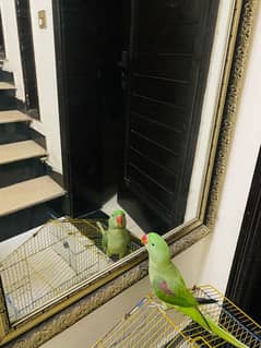 Raw parrot talking parrot