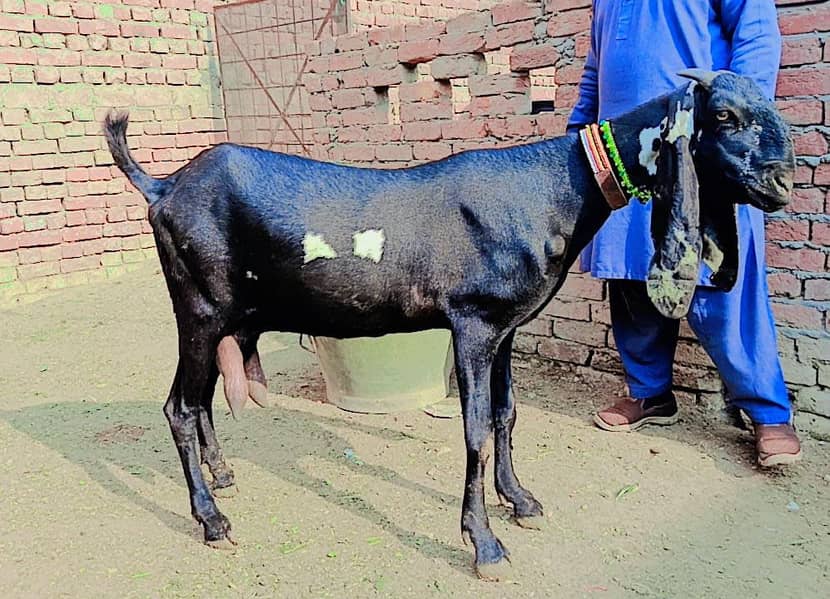 pure Amertsair female / amertsairi kali dabi  goat 0