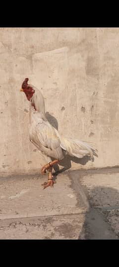 Heera murga breeder for sale