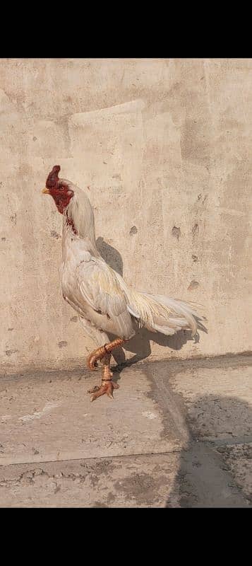 Heera murga breeder for sale 0