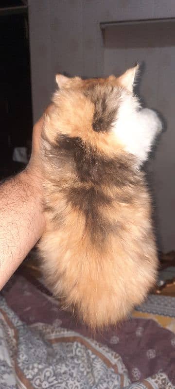 4 Months Old Persian Female Kitten 3