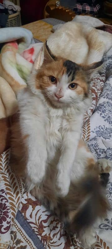 4 Months Old Persian Female Kitten 4