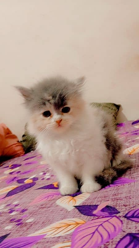 Persian kittens 0