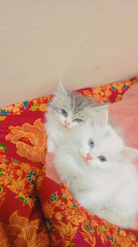 Persian kittens 1