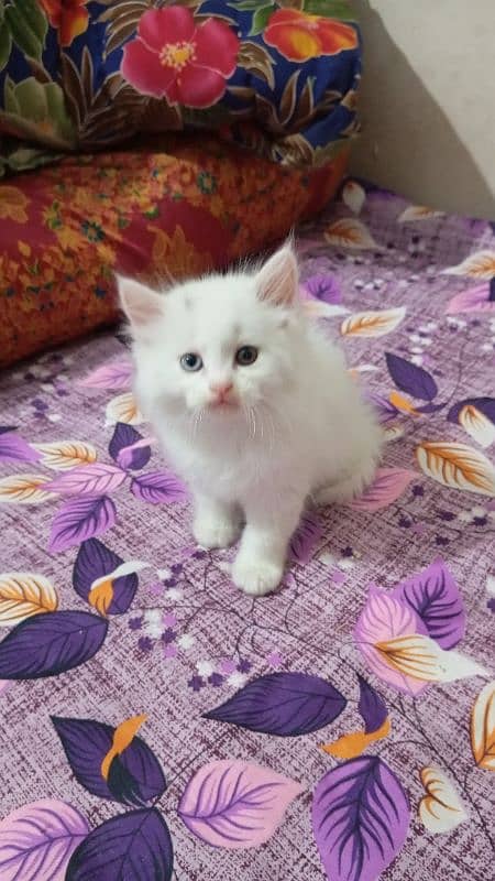 Persian kittens 3