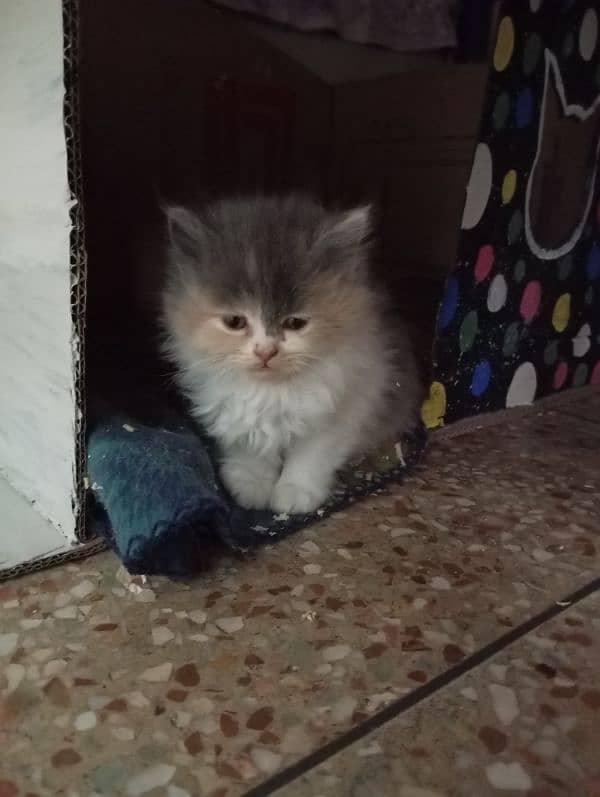 Persian kittens 6