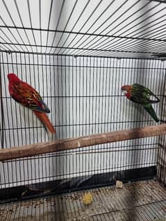 Rosella Breeder pair