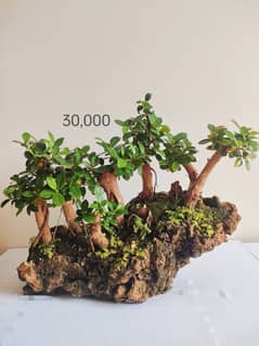 Bonsai Kingdom