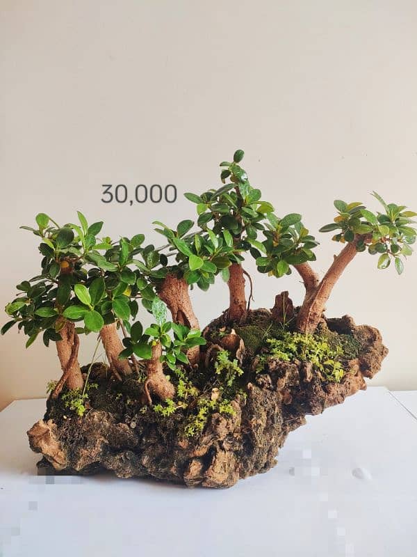 Bonsai Kingdom 0