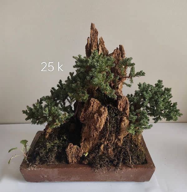 Bonsai Kingdom 1