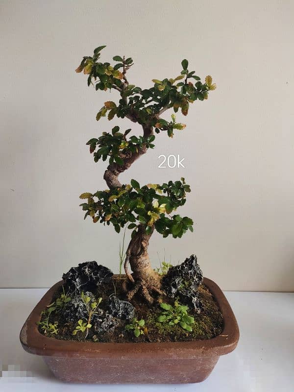 Bonsai Kingdom 2