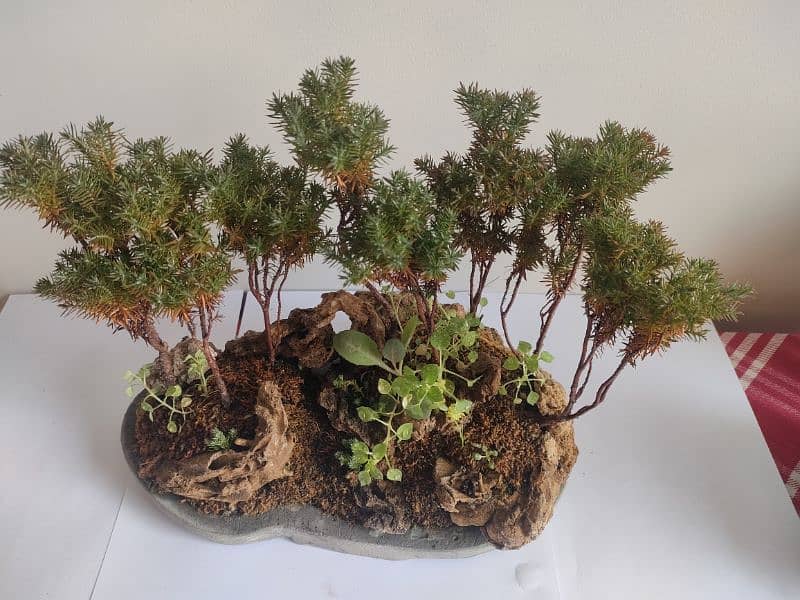 Bonsai Kingdom 4