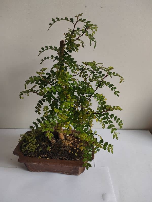 Bonsai Kingdom 6