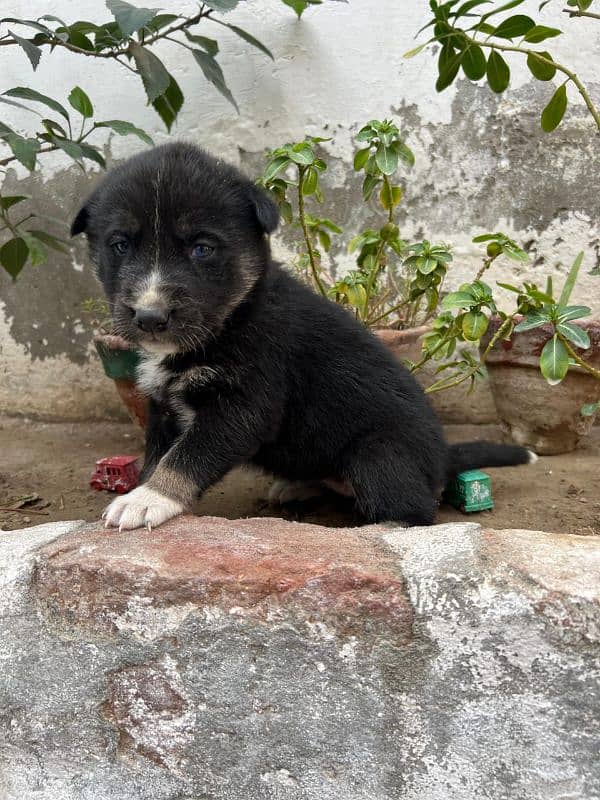 Siberian Husky puppies for sale Blu eyes and pyore granted-03051054266 1