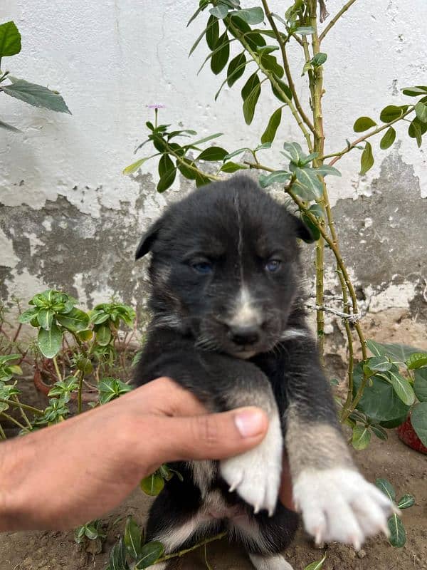 Siberian Husky puppies for sale Blu eyes and pyore granted-03051054266 2