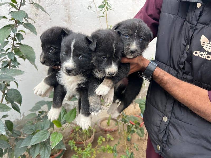 Siberian Husky puppies for sale Blu eyes and pyore granted-03051054266 4