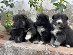 Siberian Husky puppies for sale Blu eyes and pyore granted-03051054266