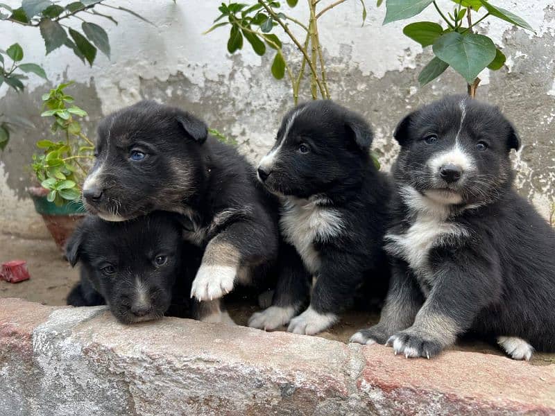 Siberian Husky puppies for sale Blu eyes and pyore granted-03051054266 5