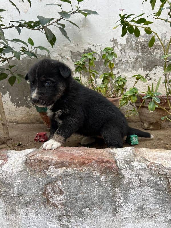 Siberian Husky puppies for sale Blu eyes and pyore granted-03051054266 7