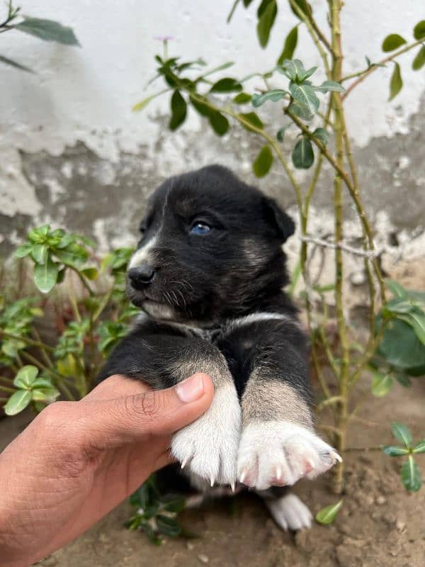 Siberian Husky puppies for sale Blu eyes and pyore granted-03051054266 8