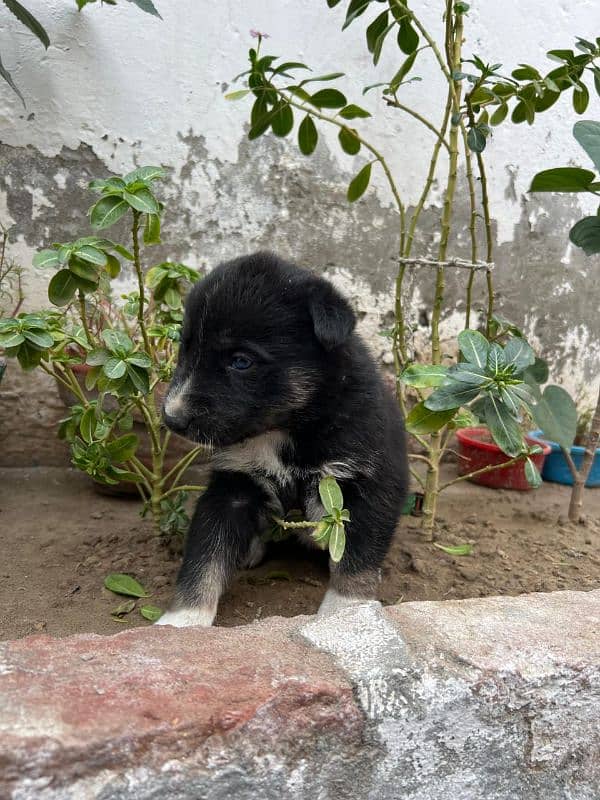 Siberian Husky puppies for sale Blu eyes and pyore granted-03051054266 9