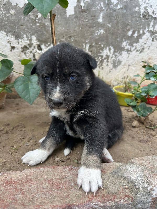 Siberian Husky puppies for sale Blu eyes and pyore granted-03051054266 0