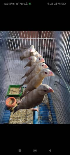 fawn java opal java silver java pied dove for sale