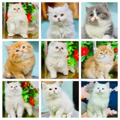 Persian Kittens | Punch Face | Triple Coated | Kittens |  male |female