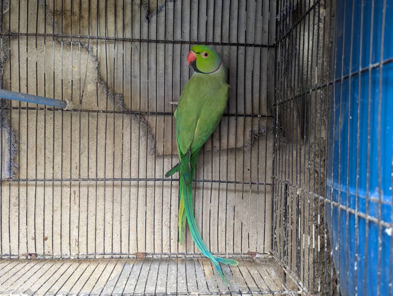 Long Tail Ringneck parrot With Cage And Breeding Box. 0