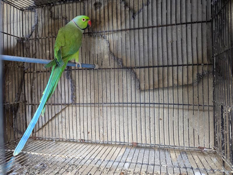 Long Tail Ringneck parrot With Cage And Breeding Box. 1