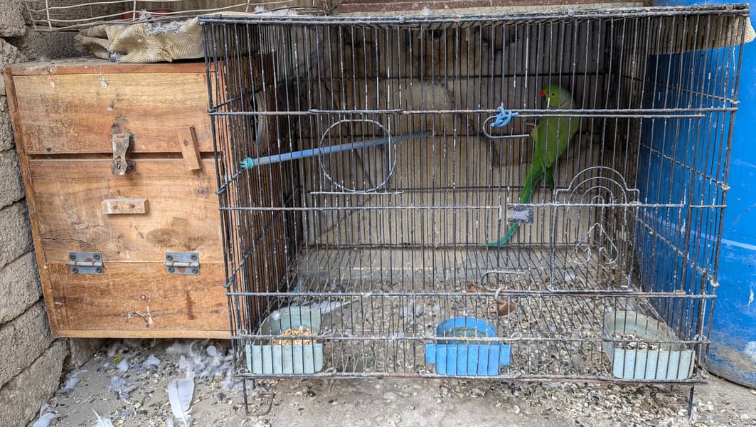 Long Tail Ringneck parrot With Cage And Breeding Box. 2