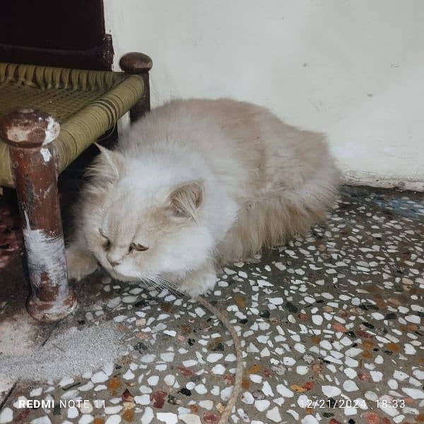 punch face male cat for sale 2