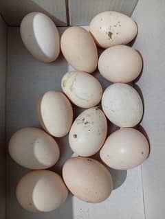 Thai Aseel Eggs