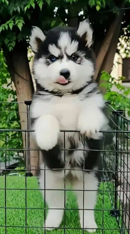 SIBERIAN HUSKY PUPPY 0