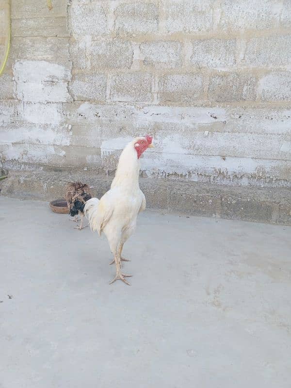 Aseel Heera Breeder & Thai cross female 0