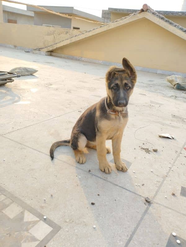 German Shepherd female Puppy 2.5 months 0