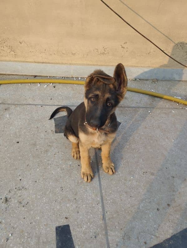 German Shepherd female Puppy 2.5 months 1