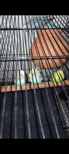 Australian parrots + iron cage