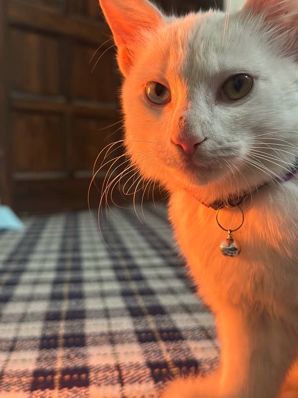 white double coat Persian male cat 2