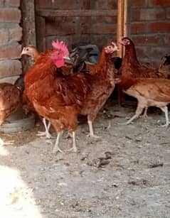 male hens