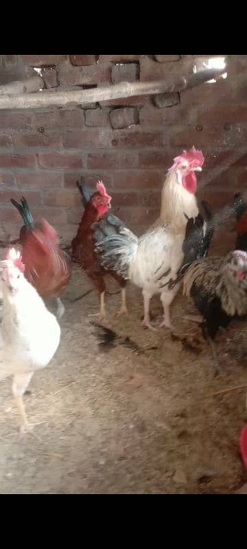 male hens 3