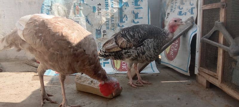 turkey pair 3