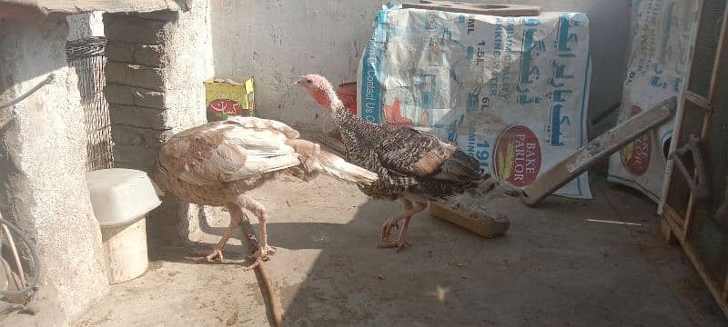 turkey pair 7